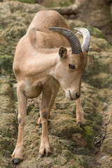 The Barbary sheep lives in the rocky mountain terrain.
