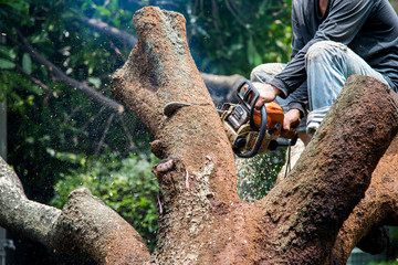 Lumberjack sawing a chainsaw on mango tree.