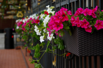 Beautiful flowers on street, outdoors on park or city street.