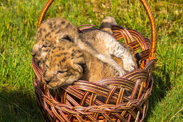 Four very small lion cubs are tired © askaternoy