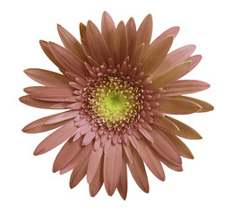 Brown gerbera flower on white isolated background with clipping path.   Closeup.  no shadows.  For design.  Nature.