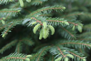 Coniferous trees in forest / Needles close-up