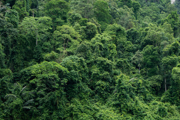 The impenetrable jungle courtain of Khao Sok National Park