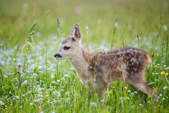 Young wild roe deer in grass, Capreolus capreolus. New born roe deer, wild spring nature.