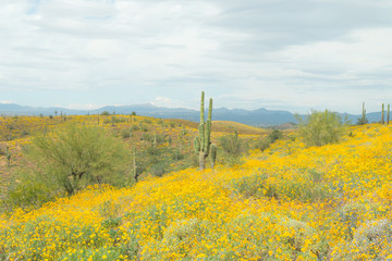 Saguaro Cactus with yellow  wild flowers.