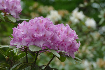 rhododendron