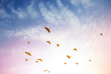 Fototapeta premium Bird in sky