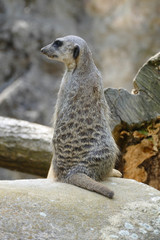 suricate