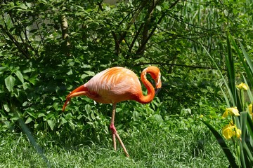 flamingo