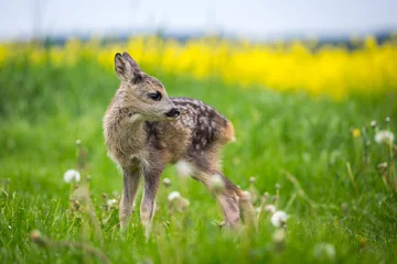 Photo sur Plexiglas Cerf Young wild roe deer in grass, Capreolus capreolus. New born roe deer, wild spring nature.