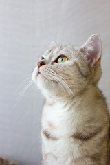 Grey cat. Portrait of britain cat.