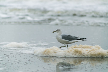 Seagull strutting through sea foam on the shore