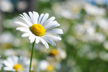 Obraz premium Flowering chamomile growing in summer meadow close up