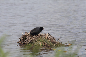 Coot, which is in the nest 