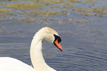 Fototapeta na wymiar Portrait of mute Swan on the background of the natural habitat...