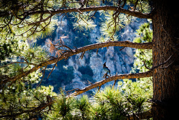 Stellar's Jay framed on a pine tree branch in the mountains.