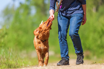 woman plays with a Nova Scotia duck tolling retriever