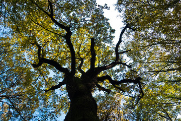 Tree trunk with yellow leaves against blue sky in autumn, Kosutnjak forest, Belgrade, Serbia