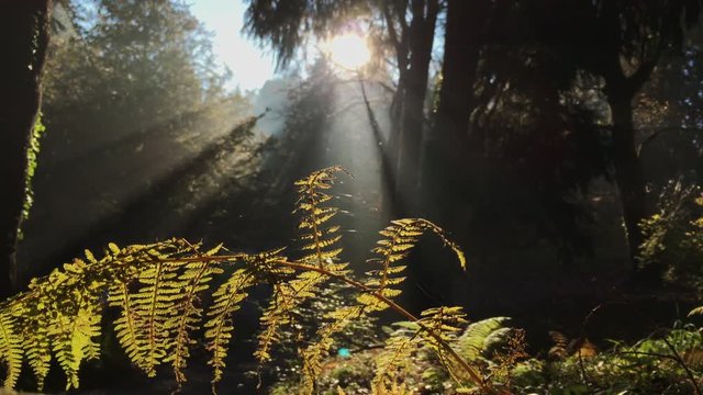 Fern plant in woods with pretty sun flare and sun rays