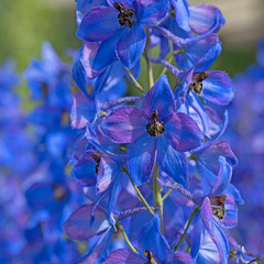 Rittersporn, Delphinium