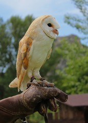 Barn Owl Female