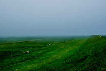 Obraz premium big green field with a foggy environment