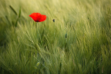 Sunlit Red Wild Poppy,Are Shot With Shallow Depth Of Sharpness, On A Background Of A Wheat Field. Landscape With Poppy. Rural Plot With Poppy And Wheat. Lonely Red Poppy Close-Up Among Wheat. Czech
