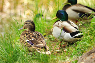 European ducks on grass.