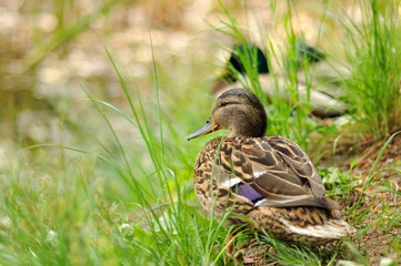 European female duck on grass on the riverside