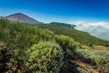 The Vulcano Pico del Teide with the La Orotava forest in the foreground.