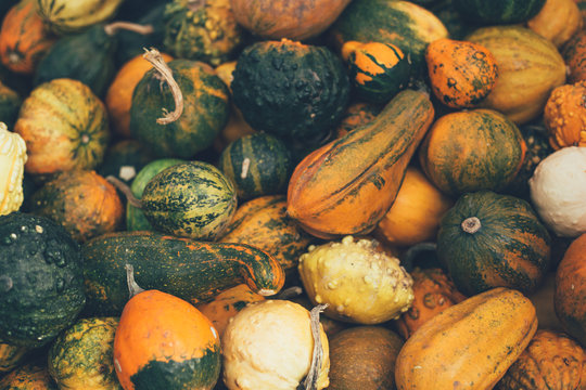 Pile of various winter squash