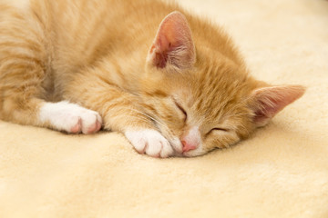 tired red kitten