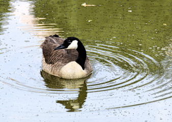 Gans im Wasser 