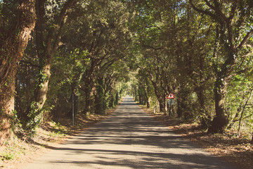 Fototapeta premium Tuscan road amidst by trees near the town of Castagneto Carducci in Italy