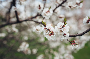 Flowering tree, apricot, spring background.