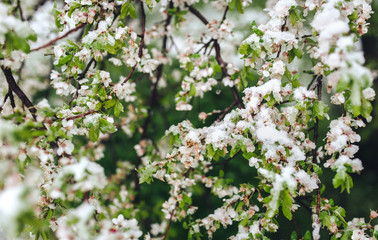 Snow, frost, frost in late spring during the flowering of trees. The branch of a blossoming cherry under the snow, the death of the flowering blossoms. Abnormal natural phenomenon. 