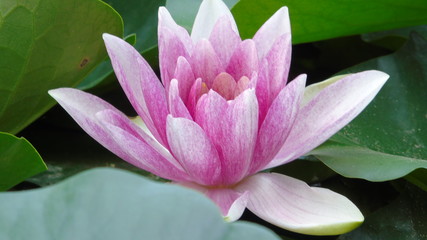 Water lily