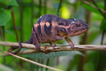 Panther Chameleon