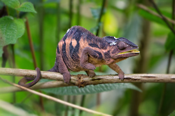 Panther Chameleon