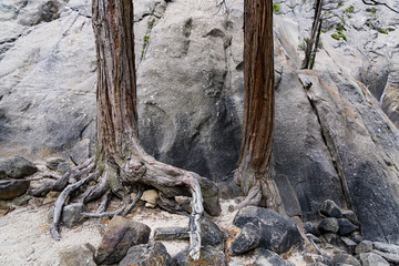 Fototapeta na wymiar Roots and Rocks