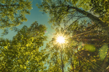 Sonne im Wald, Sonnenschein, Wärme, Sommerhitze