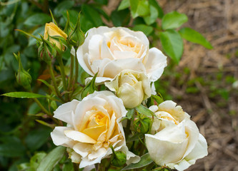 Rose jaune