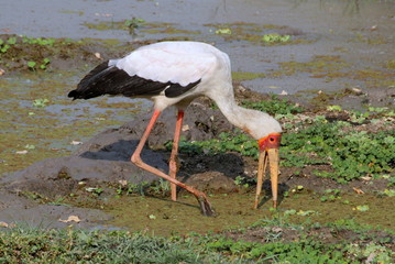 Sambia: Sattelstorch im South Luangwa Nationalpark