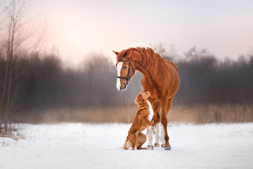 Dog and horse outdoors in winter