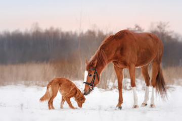 Fototapeta na wymiar Dog and horse outdoors in winter