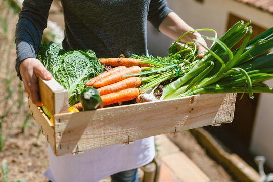 Closeup of a woman holding a wooden box of fresh vegetables in the urban garden
