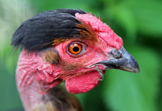 Portrait of Naked Neck chicken