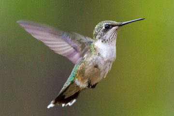 Hummingbird with Tail-up