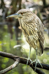 Beach bird in Swamp
