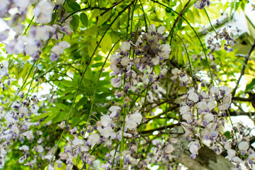 beautiful nature flower in a European Garden